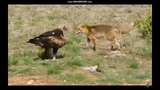 Беркут - интересные факты Крылатый убийца, нападающий на людей и волков! Беркут против оленя и лисы!