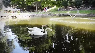 Стрийський парк  лебеді  Львів - Stryi Park Lviv