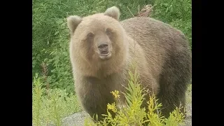 Медведи Камчатки 2018