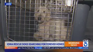 700 dogs rescued from puppy mill in Iowa; 53 available for adoption in Studio City