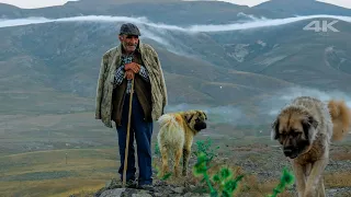 Çoban Fikret'in Balahor Yaylasındaki Sürüsü | Belgesel ▫️4K▫️