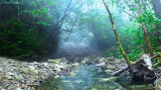 The sound of the stream in the beautiful forest. birds chirping. relax with nature. ASMR