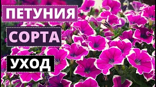 ПЕТУНИЯ сорта и виды. Уход и выращивание