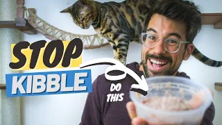 I NO longer feed KIBBLE, I feed my cat this instead…