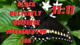 Black butterfly 🦋universe messages for you 🦋🦋❤🌈🧚‍♀