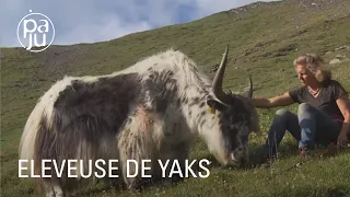 Eleveuse de yaks et aventurière, Rosula se lance dans un trek à travers les Alpes