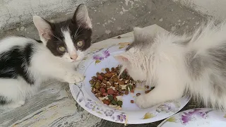 Mother Cat And Her Hungry Kittens Eating Food Like They Were Starving