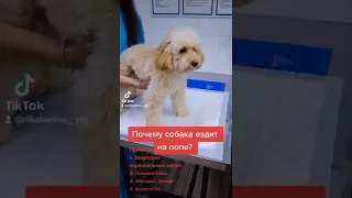 собака ездит на попе