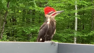 Pileated woodpecker male female lunch time
