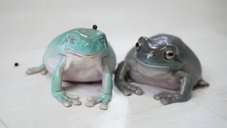 いつも仲良しなカエルの姉妹が可愛い          Cute frog sisters who are always close to each other.