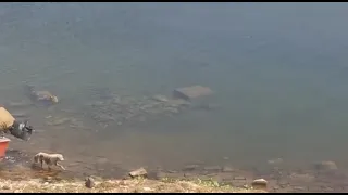 crocodile kill dog