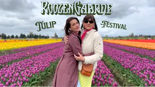 🌷 Roozengaarde Tulip Festival 🌷- 2024 - Skagit Valley, WA