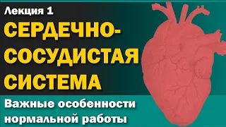 Ключевые особенности нормальной анатомии и физиологии сердечно-сосудистой системы - Часть 1 [S06E01]