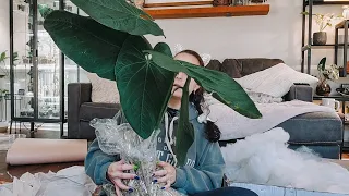 Plant Haul. Tropicals Plant Unboxing. Replacement Plant Came! Obsessed With This Massive Anthurium.