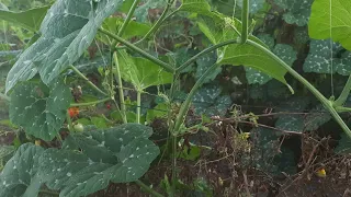 cultivo y producción de ayote en el valle de Zapotitlán