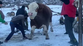 Одни из лучших  быков в России находятся  в Дагестане 730кг мясом