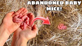 RESCUED BABY MICE FOUND ABANDONED BY MOTHER!