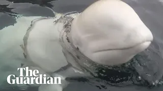 Beluga whale filmed harassing Norwegian boats could be 'Russian weapon'