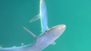 Blue shark diving