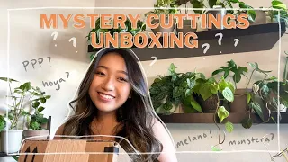 MYSTERY RARE PLANT CUTTING BOX | Audrey's Planties plant unboxing!