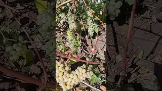 Винный виноград Кристалл часть 1 24 сентября 2022 г.