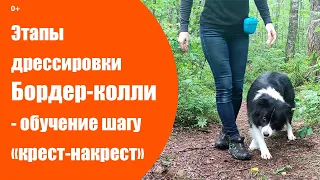 Этапы дрессировки собаки Бордер-колли | обучение трюку "Шаг крест-накрест"