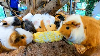 【ASMR】Guinea pig eat corn