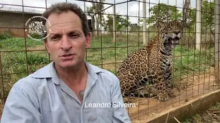 Sobre o encontro com onças na natureza