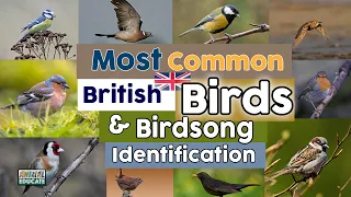 Most Common British Birds & Birdsong Identification