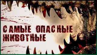 Самые опасные животные мира | топ 10