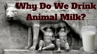 Why Do Humans Drink Animal Milk?