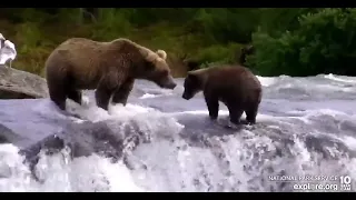 910's cub face to face with a sub adult 306 - Explore.org July 31, 2022