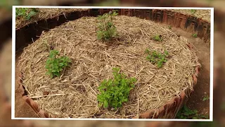 Food Forest Created in 90 Days by Vishwapriya Urban Permaculture Team