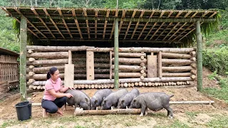 Building a Cabin House for Pigs | Prepare the barn for Mating and Reproduction