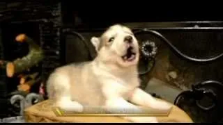 Siberian Husky Puppys First Howl