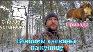 Взводим капканы на куницу. Способы установки. Привада