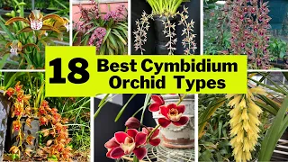 18 Best Cymbidium Orchid Varieties | Beautiful Large, Showy Indoor Flower Types |@SwaroopaDiaries14