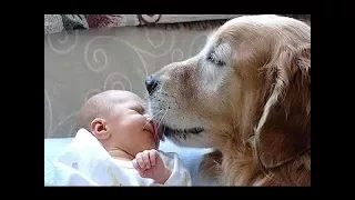 Funny Dogs Meeting BABIES for the First Time Compilation