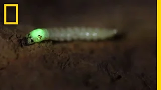 Watch: Glowing Bug Attracts and Devours Prey | National Geographic