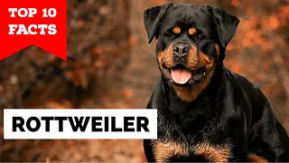 Rottweiler - Top 10 Facts