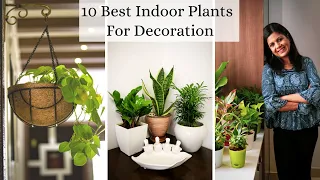 10 Best Indoor Plants For Decoration -  Low Maintenance Air purifying Houseplants