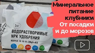 Минеральное питание клубники / От посадки и до морозов / Огород дяди Вовы