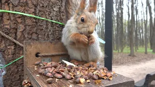 Две милые белки / Two cute squirrels