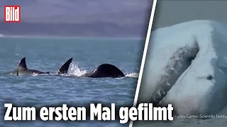 Orca tötet Weißen Hai in zwei Minuten