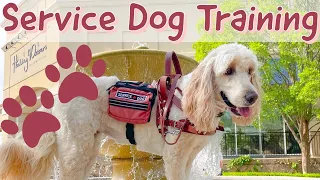 Service Dog Training // At Target