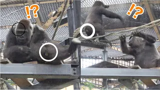 Naughty gorilla's baby signal is fading a bit.  Kintaro｜Momotaro family