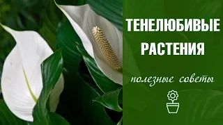 Тенелюбивые комнатные растения ☘ названия и особенности ☘  hitsadtv