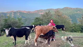 Sending Sheep to Graze and Milking Cows, Making Cheese and Washing Clothes