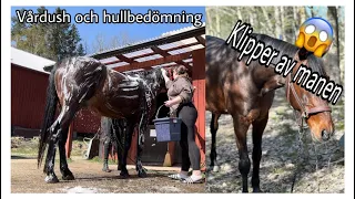 STALLVLOGG || vårdush & hullbedömning