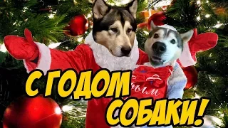 ПОЗДРАВЛЕНИЕ С НОВЫМ ГОДОМ 2018 ! С ГОДОМ СОБАКИ 😀✌